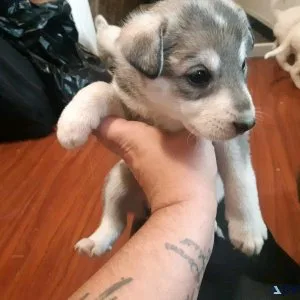 2 Siberian husky females