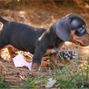 Mini Dachshunds