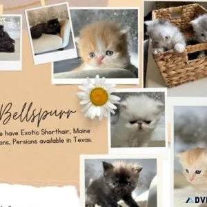 Maine Coon Kittens Available in Texas
