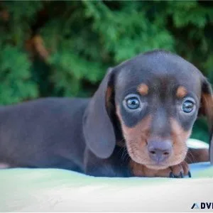 Terrier x dachshund