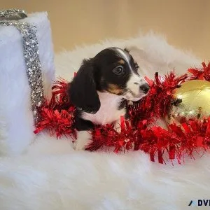 2 Miniature Dachshunds