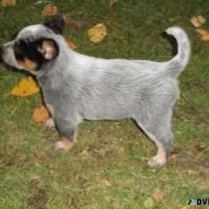 Miniature Australian Shepherd Puppies