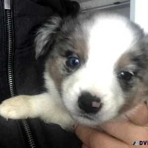 Australian shepherd heeler cross