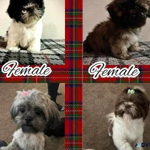 Shihtzu