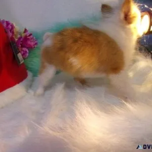 Adorable Pomeranians Ready Now
