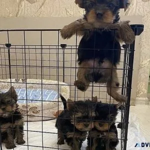 purebred yorkie puppies