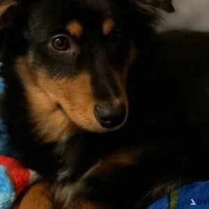 Toy Australian Shepards