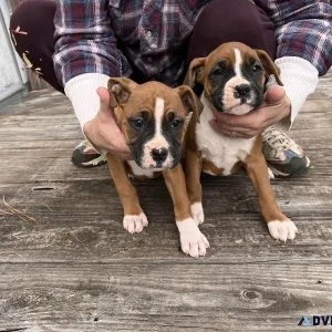 Full blooded boxers puppies