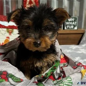 Yorkie puppies