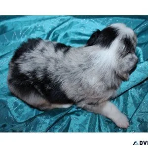 Auggie Puppies Corgi x Mini Australian Shepherd