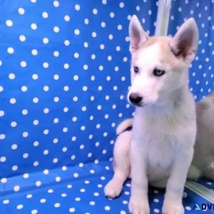 Purbred Siberian Husky