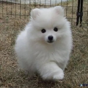 American Eskimo Puppy