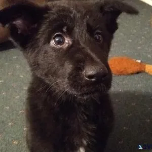 Well Trained German Shepherd puppies