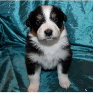 Aussiedoodle puppies