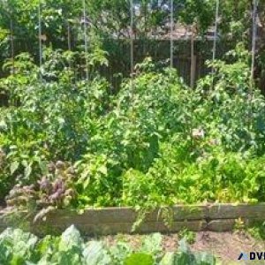 Real Organic Food From Your Own Living Soil Beds and Boats