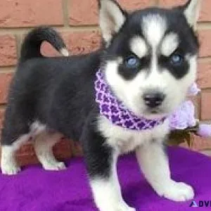 Siberian Husky Puppies