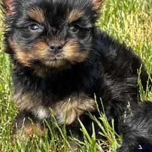 TOY(not MINI) Schnauzer puppies