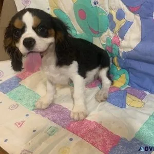 Well Socialized Cavalier King Charles Spaniel Puppies