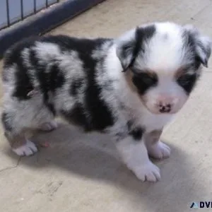 Aussiedoodle puppies from health cleared parentage