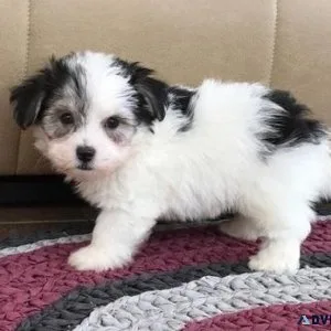 Healthy Havanese puppies available