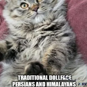 Himalayan Persians