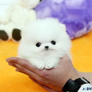 Sweet Toy Poodle Pomeranian Mix Female
