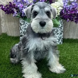 Gorgeous Miniature Schnauzer puppies for sale