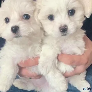 KKUAJ gorgeous Maltese puppies