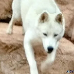 White Akita 3yrs