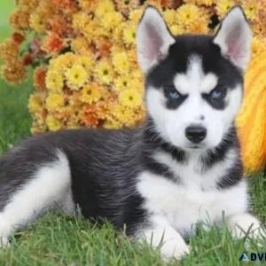 Blue eyed Siberian Husky puppies ready to go