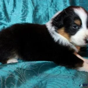 Aussiepom Puppies