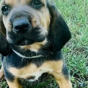 Well Socialized Bloodhound puppies available