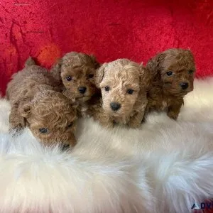Red Toy Poodle Puppies