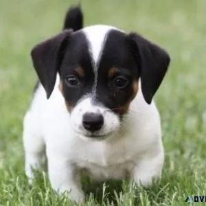 Lovely Jack Russel Terrier Puppies