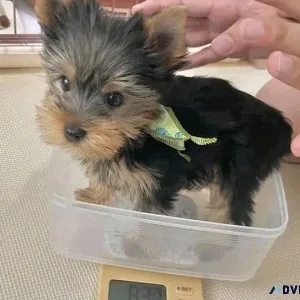 Gorgeous yorkie Babies Ready Now