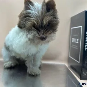Small Yorkie mix puppies (only 1 male left)