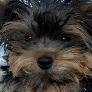 Yorkie puppies female and male Available