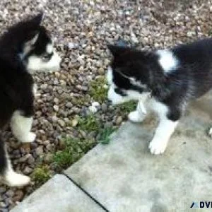 Purebred Siberian Huskies