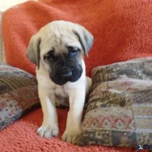 Home raised Mastiff puppies for sale