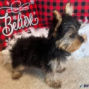 NEW YEARS SHORKIE