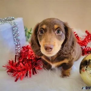 Dachshund 10 month old