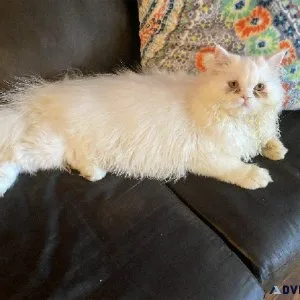 White and Tortie Persians