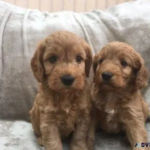 zASRTT Cute Cavapoo Puppies for Sale