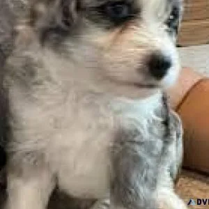 Aussie doodles Standard size f1b