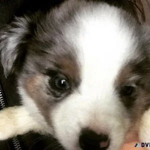 Australian Shepherd Blue Heeler puppies on raw food diet