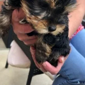 YorkieHavanese Christmas Puppies