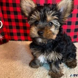 Yorkie Puppies