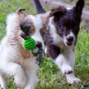 Gorgeous Border Collie puppies available.