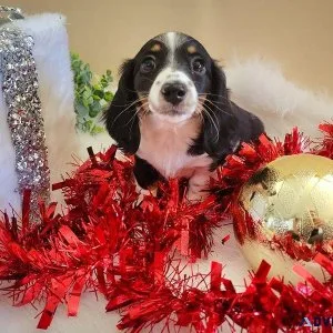 Red piebald CKC Dachshund female miniature