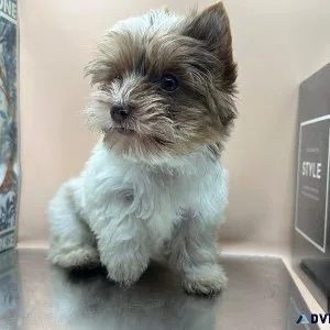 Yorkie male or female puppies